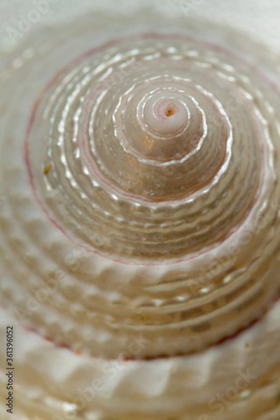 Fototapeta Close up of a white spiral and curly shell texture