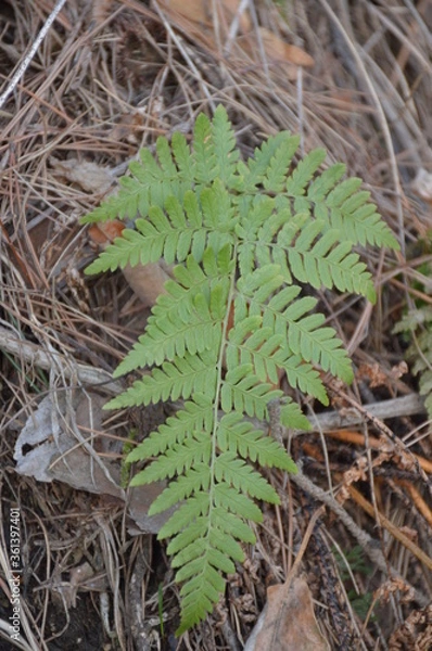 Obraz fern leaf 