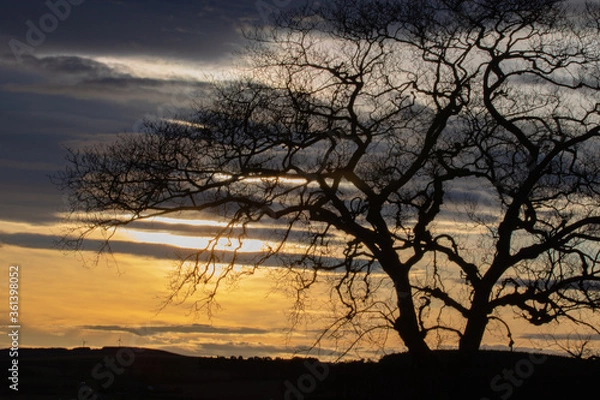 Obraz sunset through the trees
