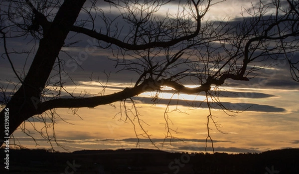 Obraz sunset through the trees