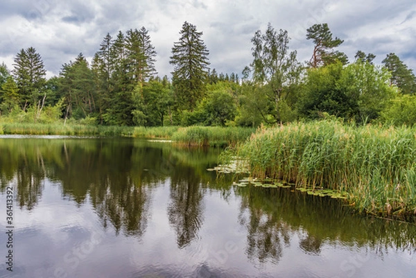 Obraz Seeufer mit Schilf und Wald
