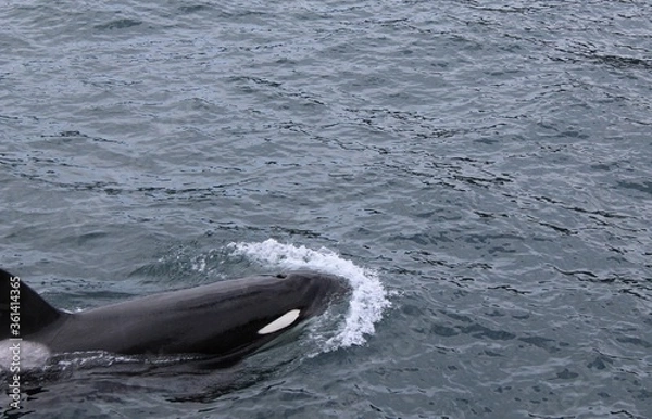 Obraz Killer Whale