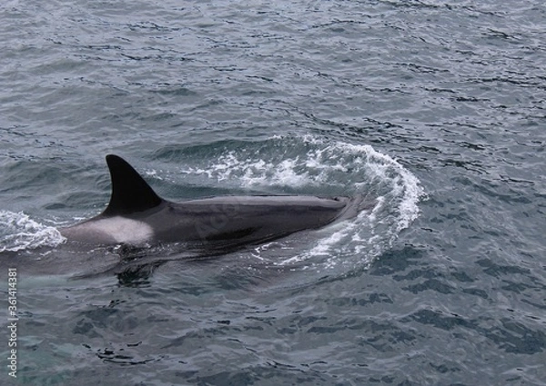 Fototapeta Killer Whale