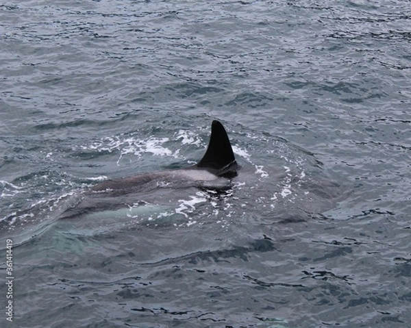Obraz Killer Whale Fin