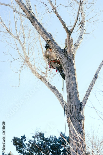 Fototapeta cutting a tree branch