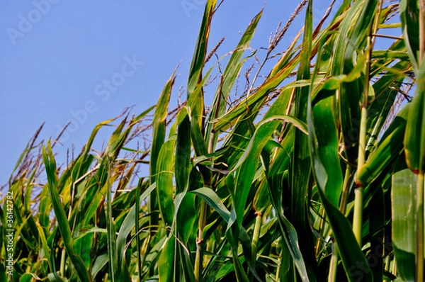 Obraz Corn field