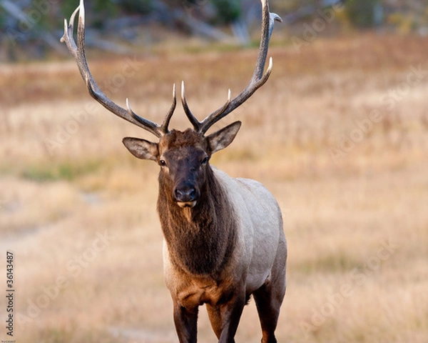 Obraz Bull Elk
