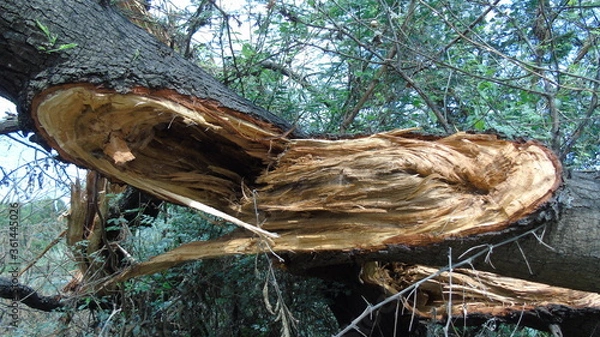 Fototapeta broken tree and branches