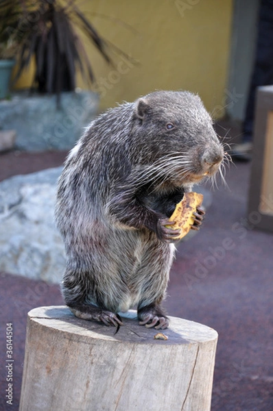 Obraz Pacarana Mammal