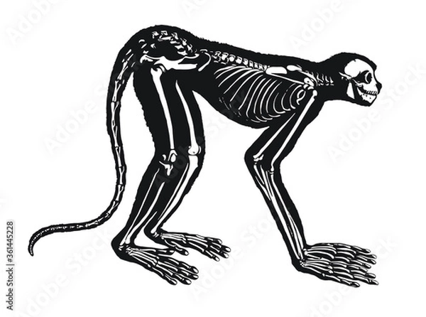 Fototapeta Monkey Skeleton Diagram – Layered Vector 