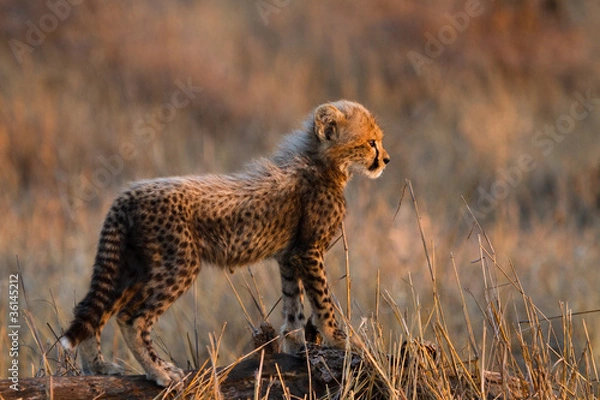 Fototapeta Młody gepard
