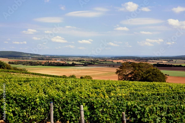 Fototapeta Vue sur les vignes du Sancerrois