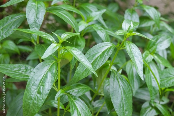 Fototapeta Group fresh green leaves andrographis paniculata or kariyat tree (fah talai jone), a Thai traditional herb and has antipyretic properties close-up.
