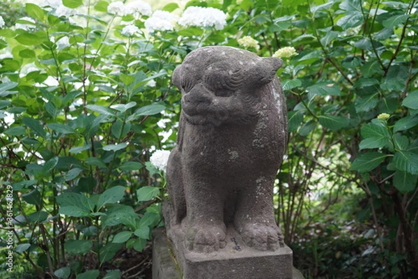Fototapeta 狛犬　神社　日本　神道　信仰