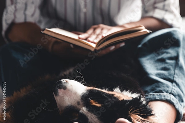 Fototapeta woman and dog lifestyle image. Bernese Mountain Dog is sleeping in his arms.