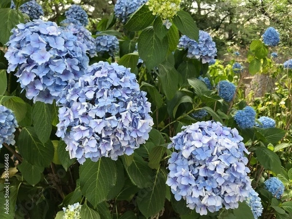 Obraz アジサイ　日本　梅雨