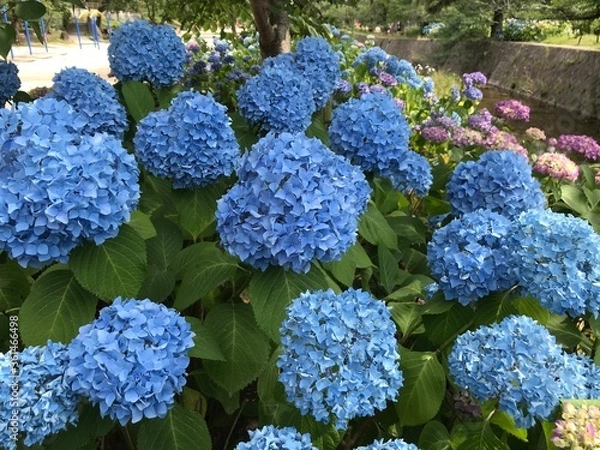 Obraz あじさい　日本　６月
