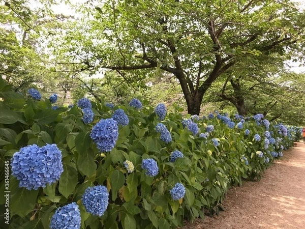 Obraz あじさい　日本　花畑