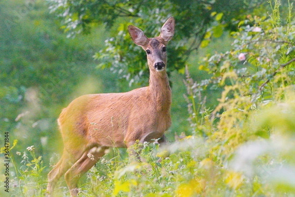 Fototapeta A deer 