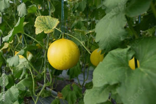 Obraz yellow honeydew melons hanging on tree in field