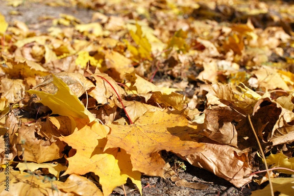 Fototapeta autumn leaves
