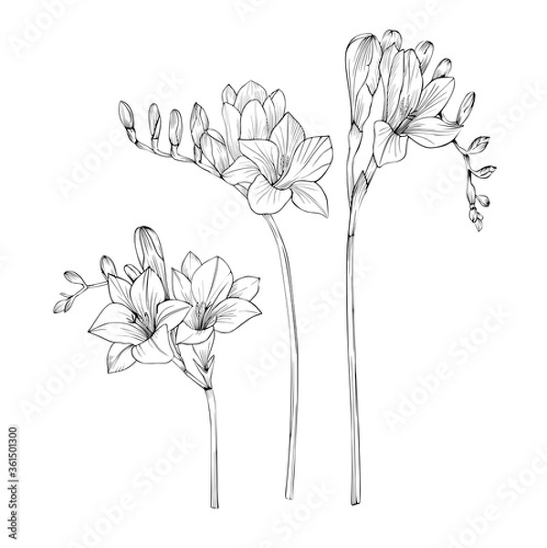Fototapeta Freesia Vector black and white isolated set of colors.