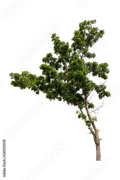 Fototapeta Large green tree isolated on white background.