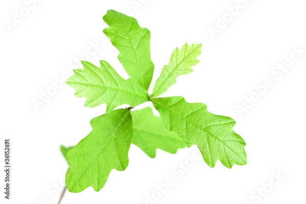 Fototapeta Tiny oakling