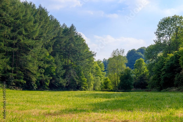 Obraz Une jolie clairière