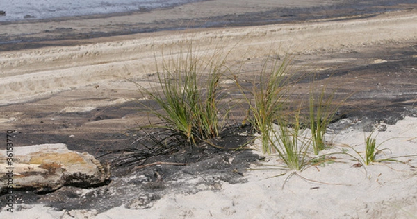 Obraz marée noire 2