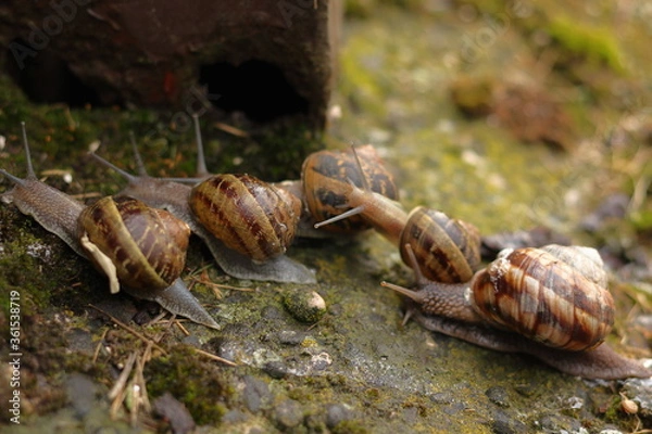 Obraz Queued snails shot immediately after the rain.
