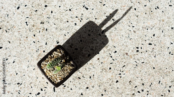 Fototapeta Fresh green Flat-stem cactus in a beautiful ceramic pot with white scree around the stem on a white background and a copy space.Cactus was placed in the sun until a shadow occurs.