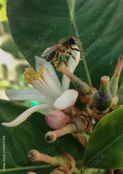 Fototapeta bee on flower