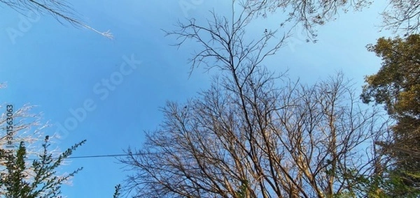Obraz Trees and the sky