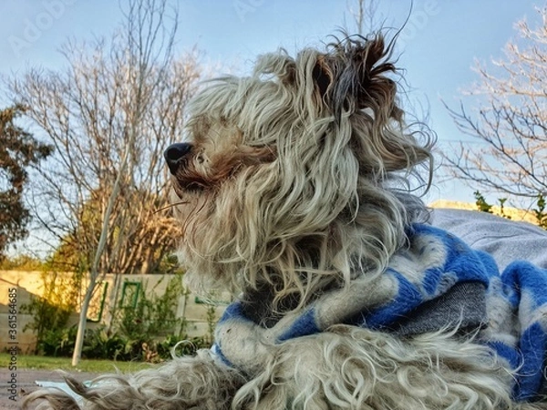 Obraz dog on the grass