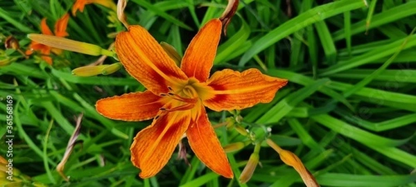 Obraz orange tiger lily