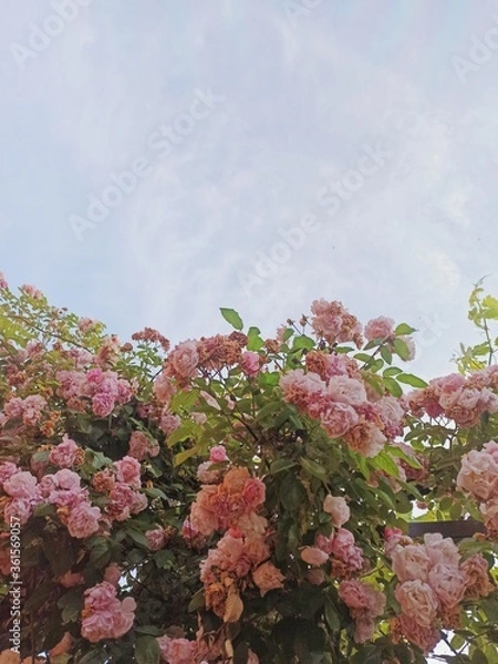 Fototapeta pink cherry blossom