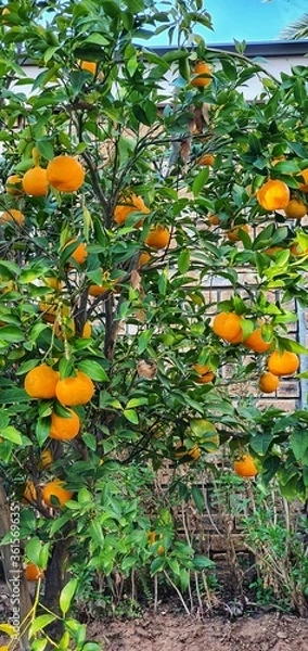 Obraz Dry leaves on a fruit tree
