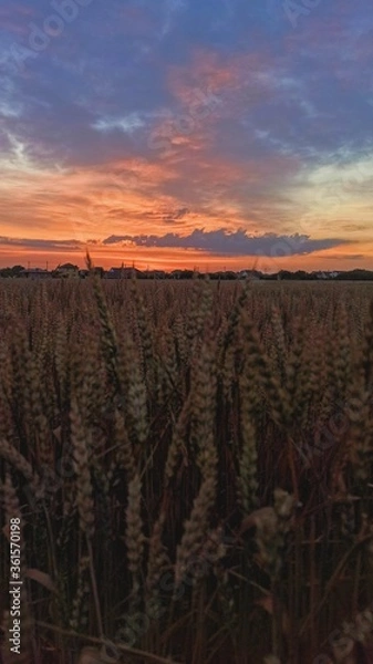Obraz sunset over the field