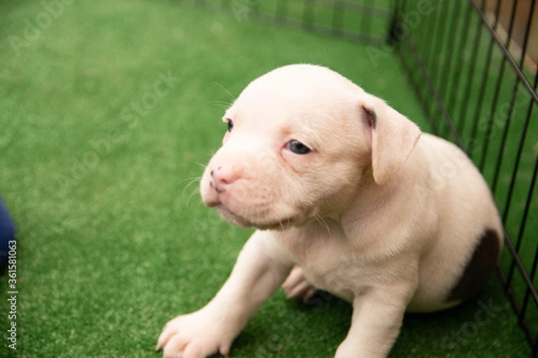 Obraz Cute Staffordshire bull terrier puppies in the sunshine