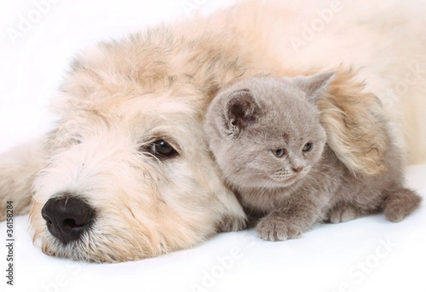 Obraz Kitten and pup.