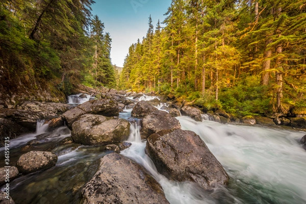 Obraz Forest flow