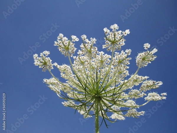 Fototapeta Field white flower in the sky