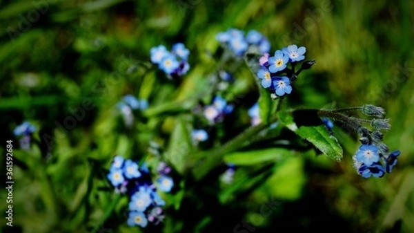 Obraz Vergissmeinnicht