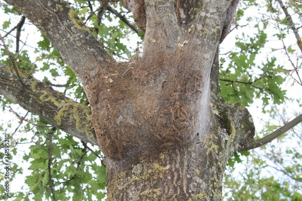 Fototapeta Eichenprozessionsspinner