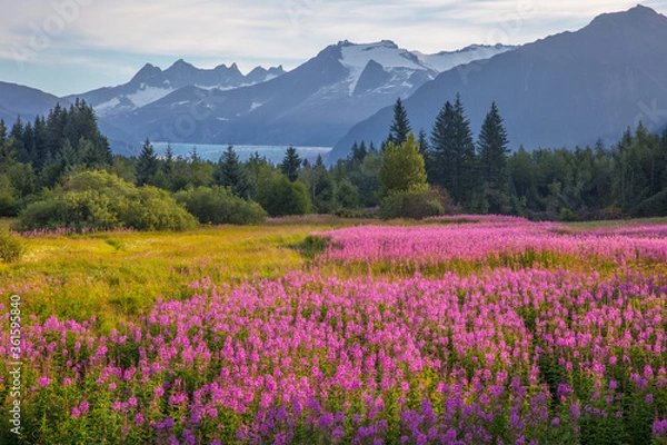 Obraz pink fields of juneau