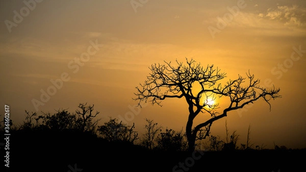 Fototapeta Silhouette of a tree against the setting sun on the heights of a mountain.