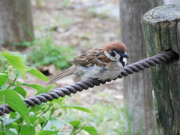 Obraz 休憩するスズメ