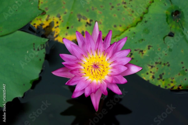 Fototapeta Water lilies