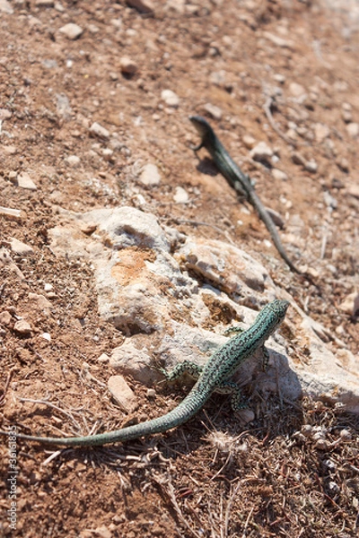 Obraz Formentera lizard